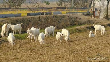 秋天农村饲养山羊吃草动物畜牧业